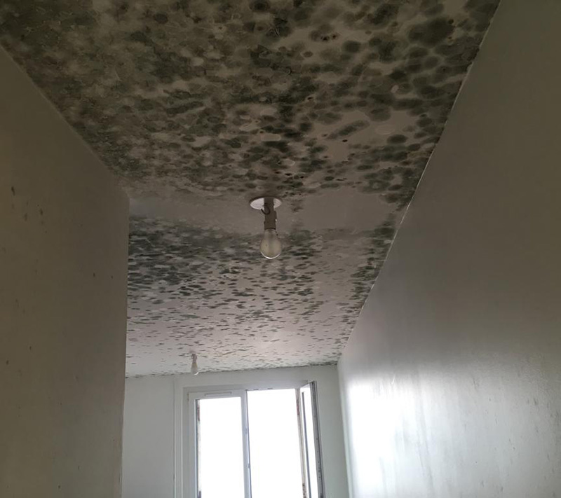 rehabilitation peinture murs plafond parquet